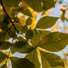 ash tree.jpg